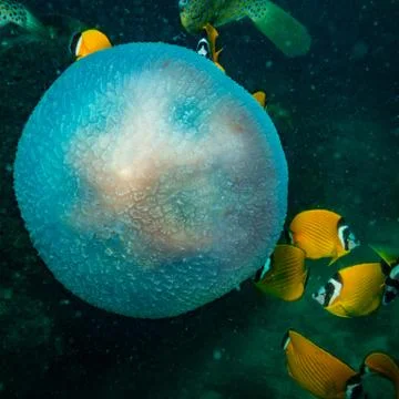 Jellyfish Stock Photos
