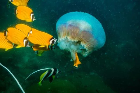 Jellyfish Stock Photos