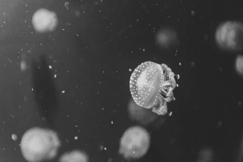 Jellyfish Stock Photos