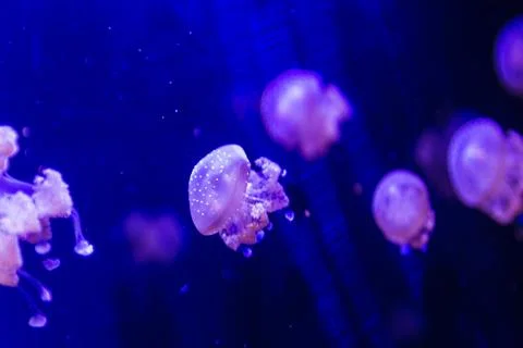 Jellyfish Stock Photos