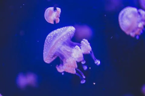Jellyfish Foto stock