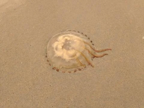 Jellyfish Stock Photos