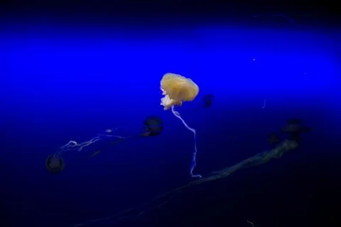 Jellyfish Foto stock