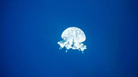 Jellyfish Foto stock