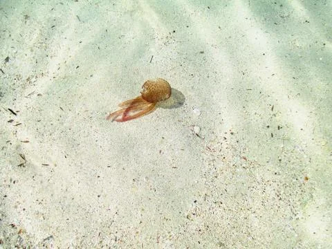 Jellyfish Stock Photos