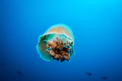 Jellyfish Stock Photos