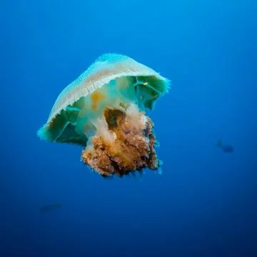 Jellyfish Stock Photos