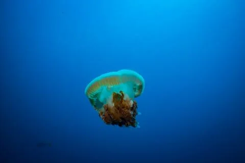 Jellyfish Stock Photos
