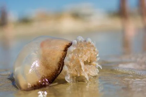 Jellyfish Stock Photos