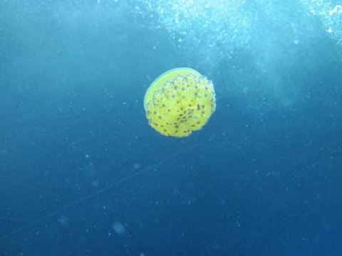 Jellyfish Foto stock