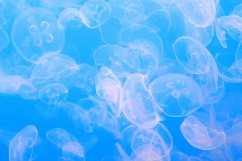 Jellyfish Stock Photos