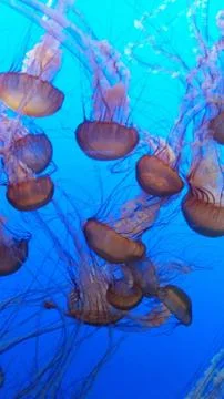 Jellyfish Stock Photos