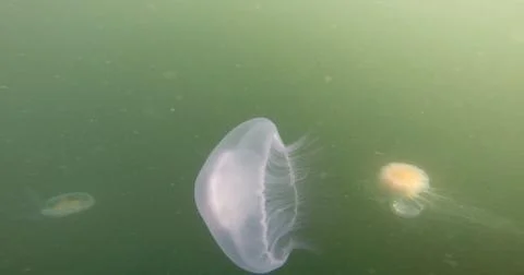 Jellyfish Stock Photos