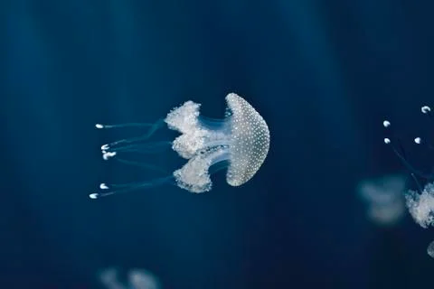Jellyfish Stock Photos