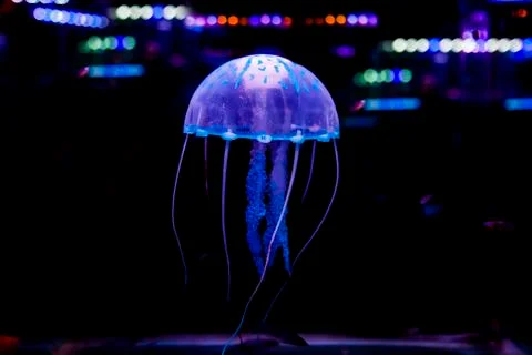 Jellyfish Stock Photos