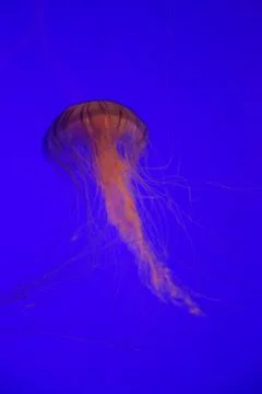 Jellyfish Stock Photos