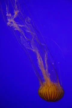 Jellyfish Stock Photos