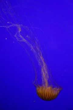 Jellyfish Stock Photos