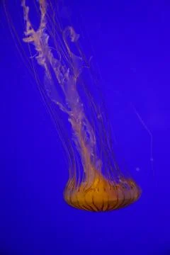 Jellyfish Stock Photos