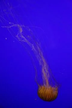 Jellyfish Stock Photos