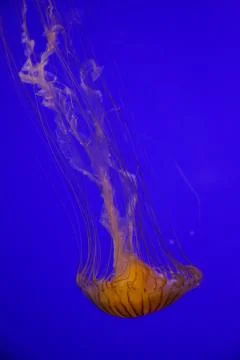 Jellyfish Foto stock