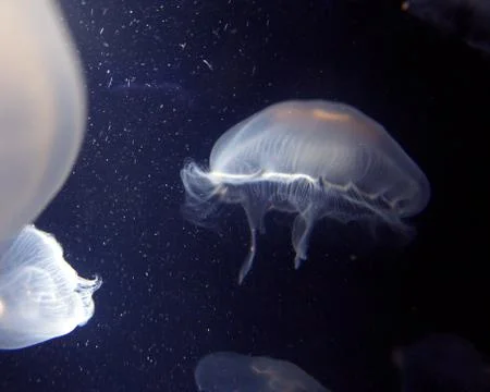 Jellyfish Stock Photos