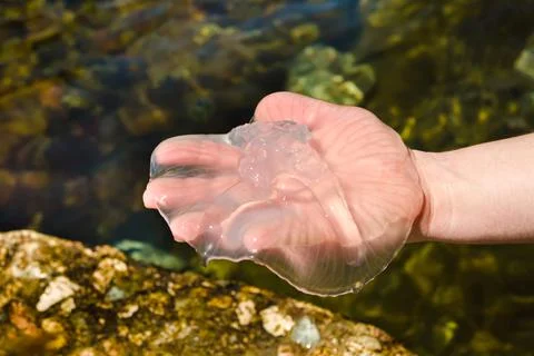 Jellyfish Stock Photos