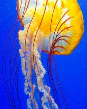 Jellyfish Stock Photos