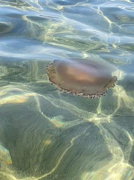 Jellyfish Stock Photos