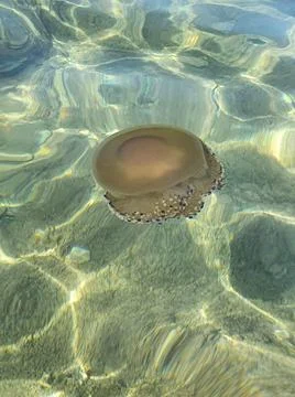 Jellyfish Stock Photos