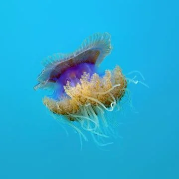 Jellyfish Stock Photos
