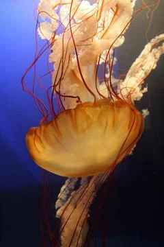 Jellyfish Stock Photos