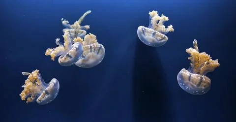Jellyfish Stock Photos