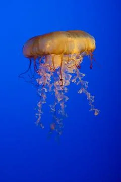 Jellyfish Stock Photos