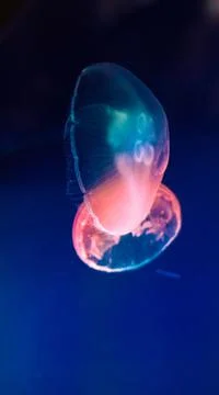 Jellyfish Stock Photos
