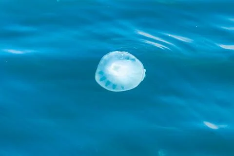 Jellyfish Stock Photos