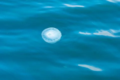 Jellyfish Stock Photos
