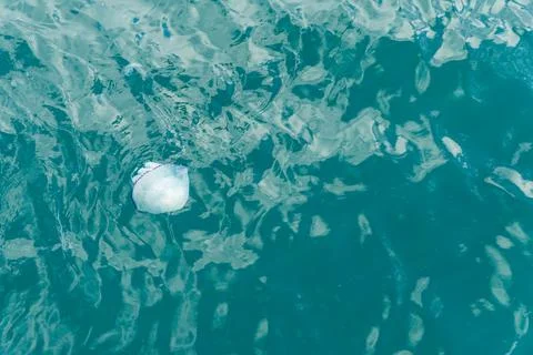 Jellyfish Stock Photos