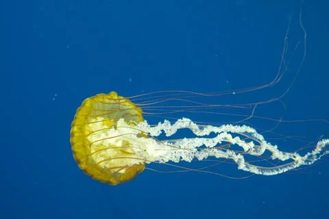 Jellyfish Fotos de archivo