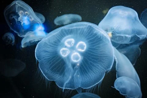 Jellyfish Fotos de archivo