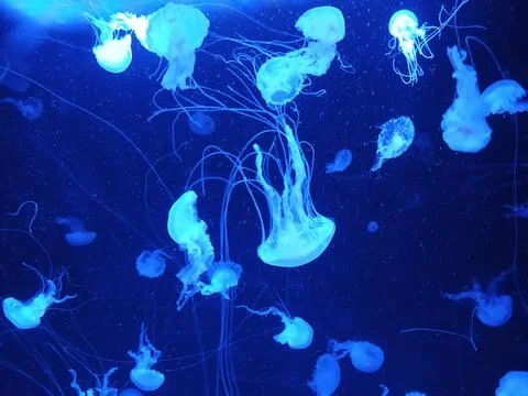 Jellyfish 写真素材