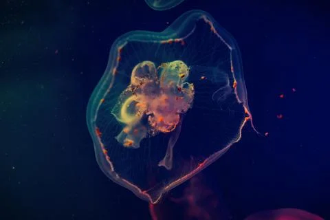 Jellyfish Stock Photos