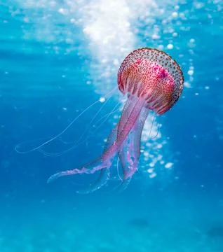Jellyfish 스톡 사진