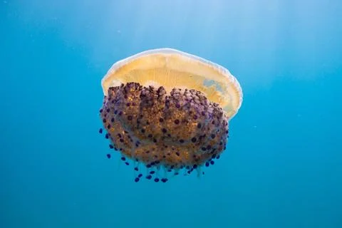Jellyfish 스톡 사진