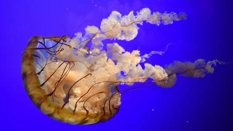 Jellyfish Fotos de archivo