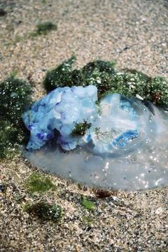 Jellyfish. Stock Photos