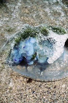 Jellyfish. Stock Photos