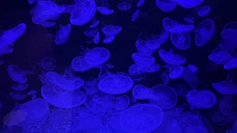 Jellyfish Stock Photos