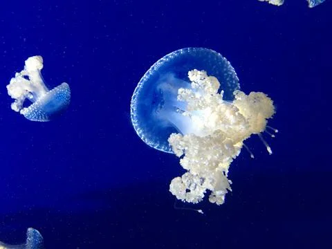 Jellyfish. Stock Photos