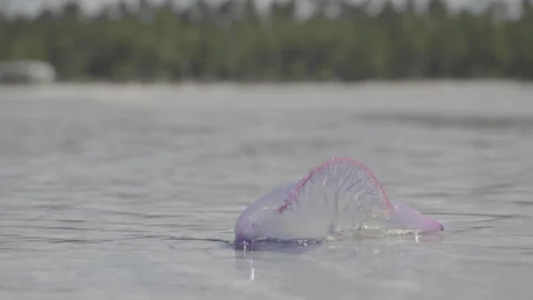 Jellyfish (Physalia physalis) taking advantage of the rising tide Stock Footage 233372205